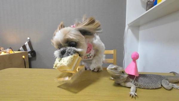 誕生日にケーキを前にした犬　まさかの展開に吹き出す人続出