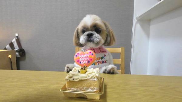 誕生日にケーキを前にした犬　まさかの展開に吹き出す人続出