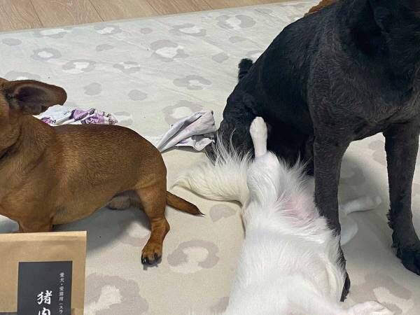 「待て」といわれた３匹の犬　激写した１枚に「笑った」「好きすぎる光景です」