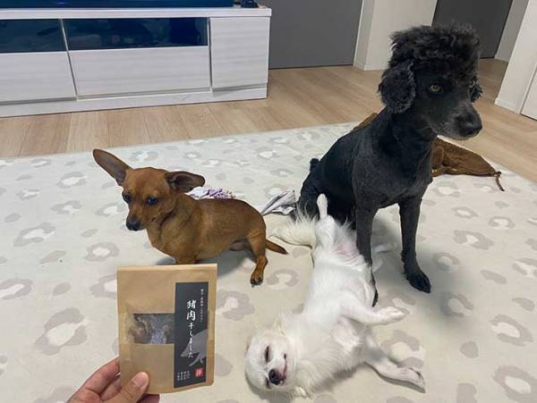 「待て」といわれた３匹の犬　激写した１枚に「笑った」「好きすぎる光景です」