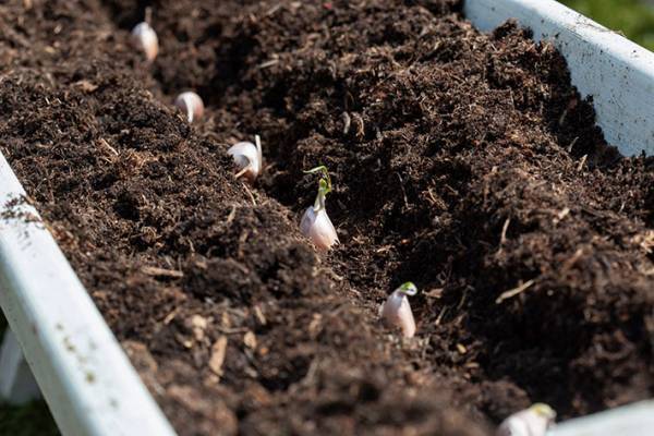 ロバート馬場が教える、包まない新感覚のオムレツって？