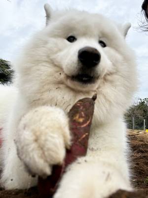 イモ掘りに参加したサモエド　とった行動に「そっちかーい！」「表情で吹いた」