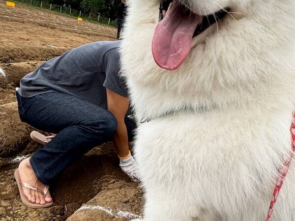 イモ掘りに参加したサモエド　とった行動に「そっちかーい！」「表情で吹いた」