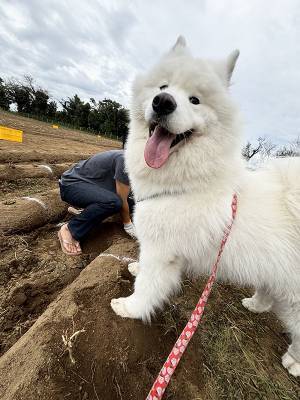 イモ掘りに参加したサモエド　とった行動に「そっちかーい！」「表情で吹いた」