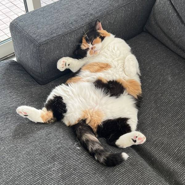 野生では生きていけなさそうな猫　写真に「完全に無防備」「無理そうですね…」