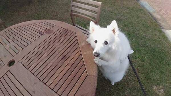 犬の写真