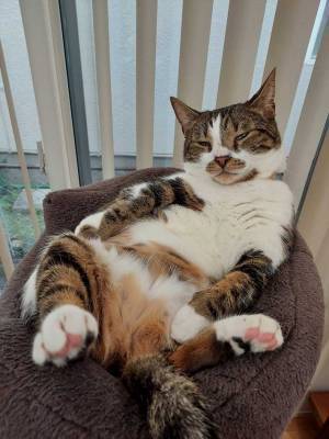 「一緒に飲みたい」　猫の『中年おやじ』ぶりにクスッ