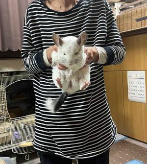 飼い主「シンクに登るな」　結果…　「笑った」「いい顔してる」