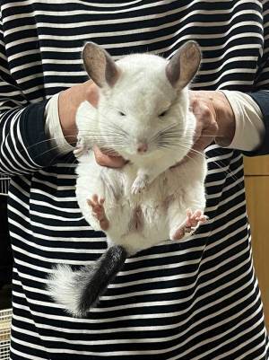 飼い主「シンクに登るな」　結果…　「笑った」「いい顔してる」