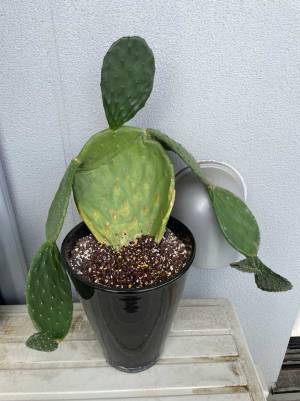 「人間っぽくなってきた…」　サボテンの１枚に「鉢から出てきそう」「思った以上に人間」