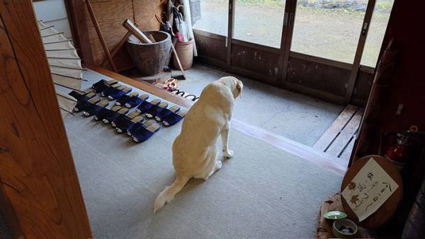 客を見送りたくて、玄関に行くと？　看板犬に「胸が苦しくなる」「背中から哀愁」