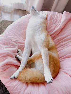 飼い主「初めて見る…」　寝ている愛犬の１枚が、こちら