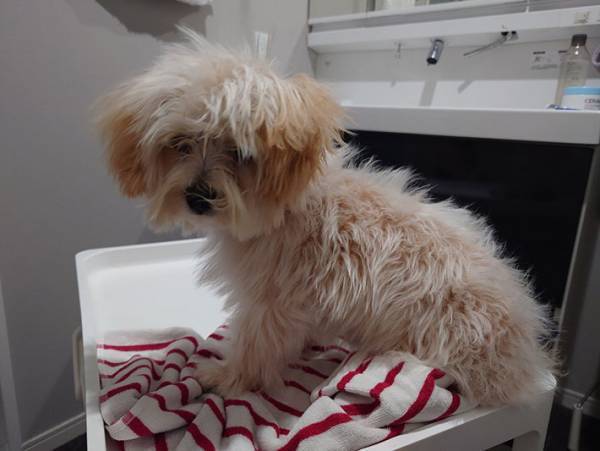 家族になって２か月、初めて自宅でシャンプー　愛犬の反応がこちら！