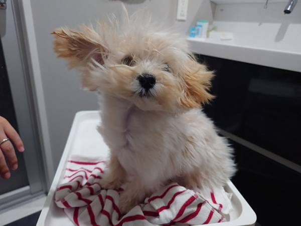 家族になって２か月、初めて自宅でシャンプー　愛犬の反応がこちら！