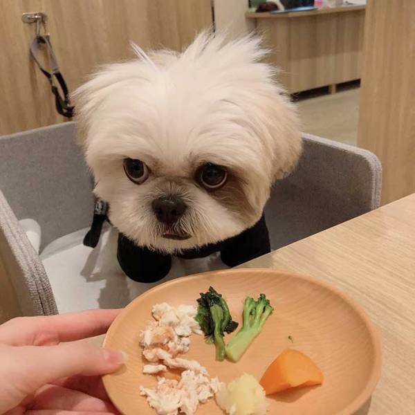 「めちゃ笑った」「圧がすごい」　飼い主が愛犬のご飯を取ると…？