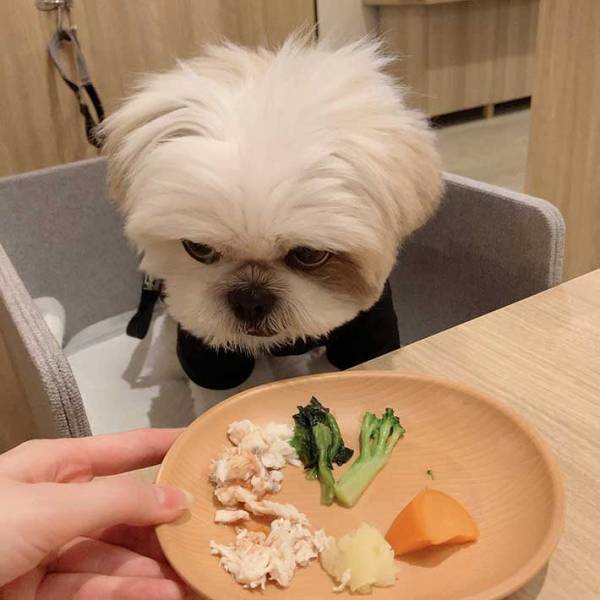 「めちゃ笑った」「圧がすごい」　飼い主が愛犬のご飯を取ると…？