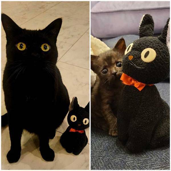 小さな保護猫が３年後…　「こんなに変わるの！」「成長というより、変身」