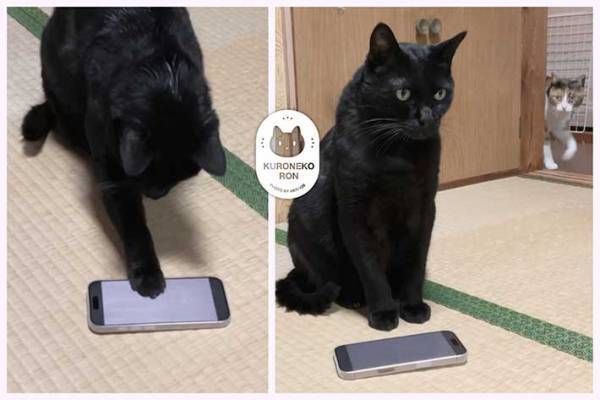 飼い主「ごめんやけど…」　猫の行動に「人間の子供みたい」「お利口さん」