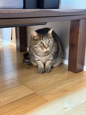 掃除機が嫌いで、隠れたが…　飼い主が見た愛猫の姿に２万『いいね』