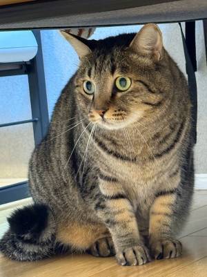 掃除機が嫌いで、隠れたが…　飼い主が見た愛猫の姿に２万『いいね』