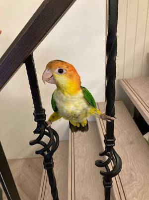 ビビりな性格だったのに…　すっかり『ヤンチャ』なインコが、階段で？