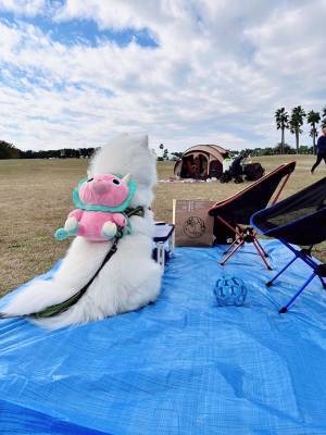 ピクニックに、犬が持ってきたのは？　写真に「やだ！」「これは悶絶案件」