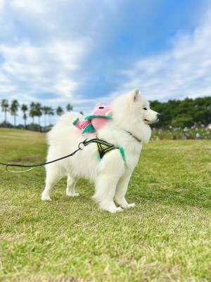 、飼い主（@samoyed_dazs）さんが撮影した、ダッツくんの写真