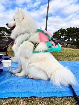 、飼い主（@samoyed_dazs）さんが撮影した、ダッツくんの写真