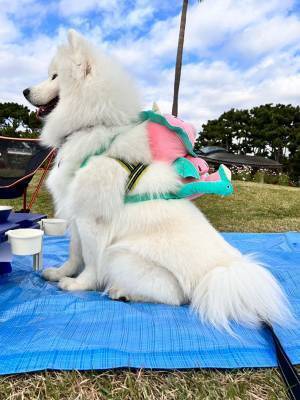 ピクニックに、犬が持ってきたのは？　写真に「やだ！」「これは悶絶案件」
