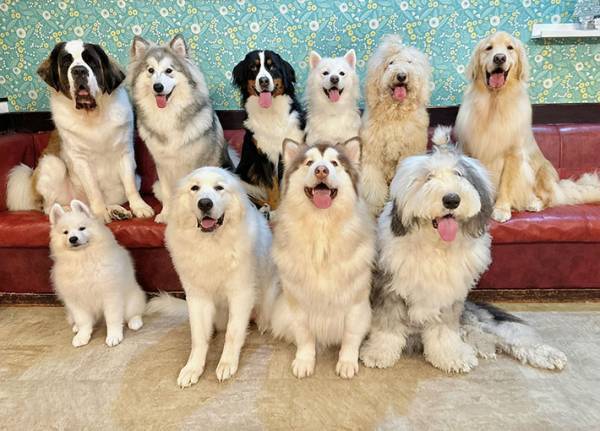 大型犬カフェで「家族写真」　悶絶する人が続出した写真がこちら！