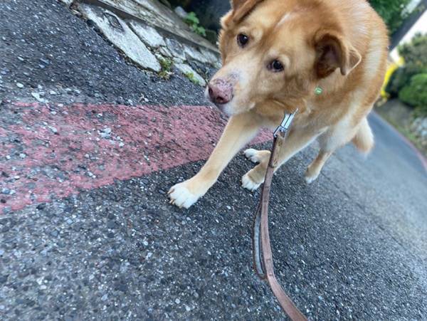 小学生に「あの犬は強い」といわれた愛犬　その姿に「ちょっと照れてる？」