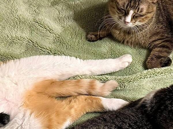 ３匹いる猫の中で１匹が？　体勢に「笑った」「猫の寝る体制じゃない」