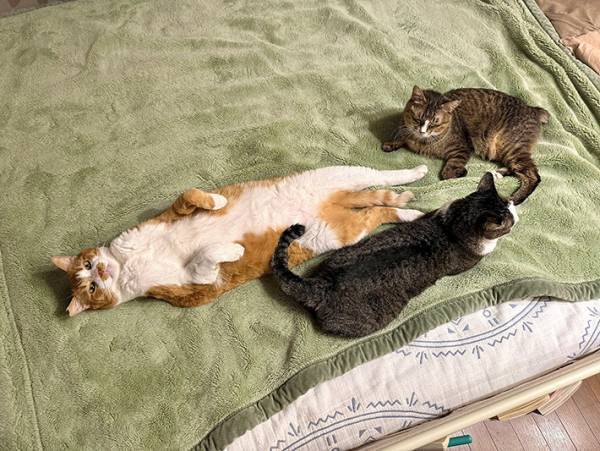 ３匹いる猫の中で１匹が？　体勢に「笑った」「猫の寝る体制じゃない」