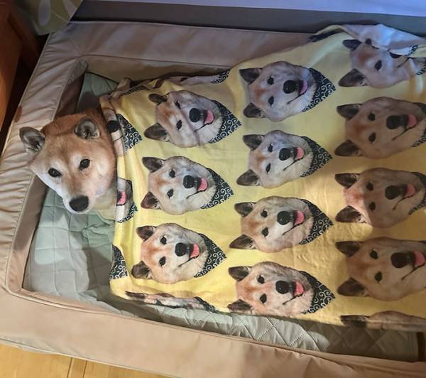 愛犬の顔を『毛布』にプリント　使っている存在に「爆笑」「びっくりした！」