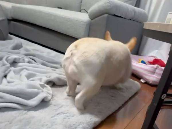 足のニオイに驚いた愛犬　表情に「失礼で笑った」「飼い主、ドンマイ！」