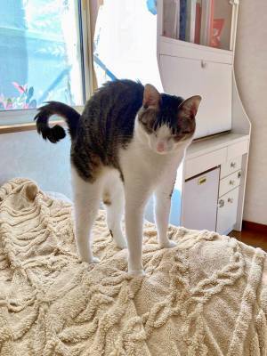 猫を撮る才能がすごい妹　１４万人が納得した写真が、こちら