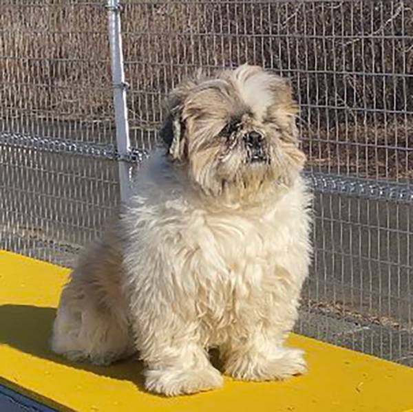 飼い主「見ろよ、うちの犬」　ドッグランでの１枚に「ドッグランの番犬」