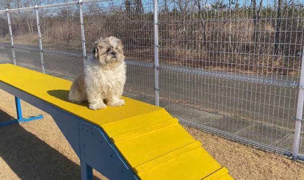 飼い主「見ろよ、うちの犬」　ドッグランでの１枚に「ドッグランの番犬」