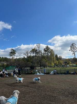 愛犬をドッグランに連れていったら？　自由な過ごし方に「人間の方が走るのか」