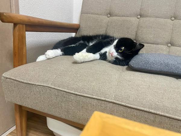「何がそんなに虚しかったんだ」　『虚無感』のある猫の１枚に「脱力感がすごい」