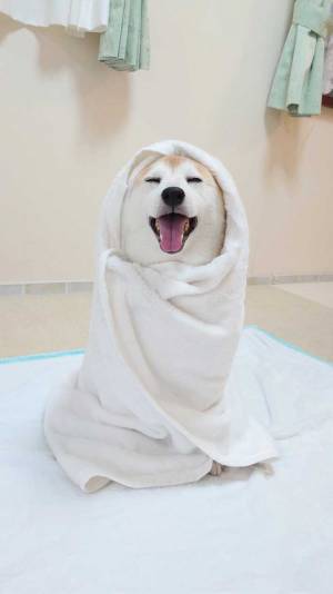 柴犬をシャンプーしたら…　「この顔たまらん！」