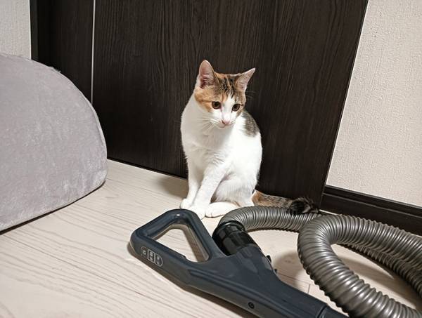 自立式の掃除機がすぐに倒れる…　原因に「そのままにしておきます」「笑った」