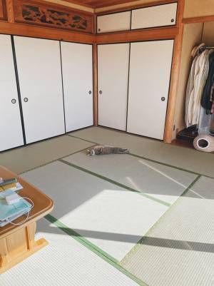 人みたいな寝方の猫？　和室の１枚に「嫌なことが一瞬で吹き飛んだ」