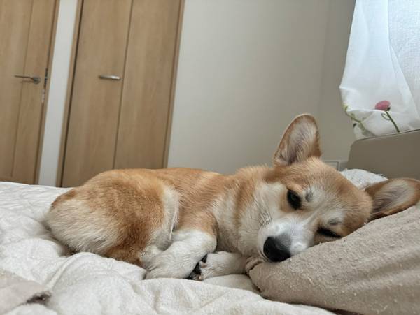 夫が寝ていたはずなのに…　起きて目にした光景が？「入れ替わっているー！」