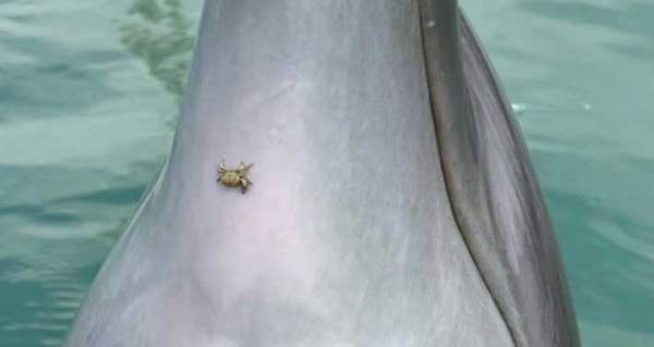 何かを訴えていそうなイルカ　写真をよく見たら？「笑った」「絶妙にかゆそう」