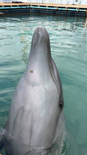 何かを訴えていそうなイルカ　写真をよく見たら？「笑った」「絶妙にかゆそう」