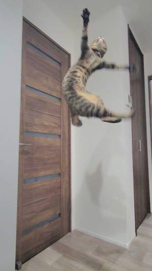 体力があり余っている猫　飼い主が見た光景に「笑いました」「重力という言葉はないのか」