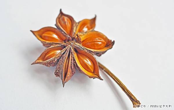 公園に落ちている『危険な実』　見た目に「うわっ！」「怖い…絶対に使いません」