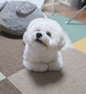 猫を見て育った子犬　『座り方』が…「そうなるか！」「ドヤ顔じゃん」