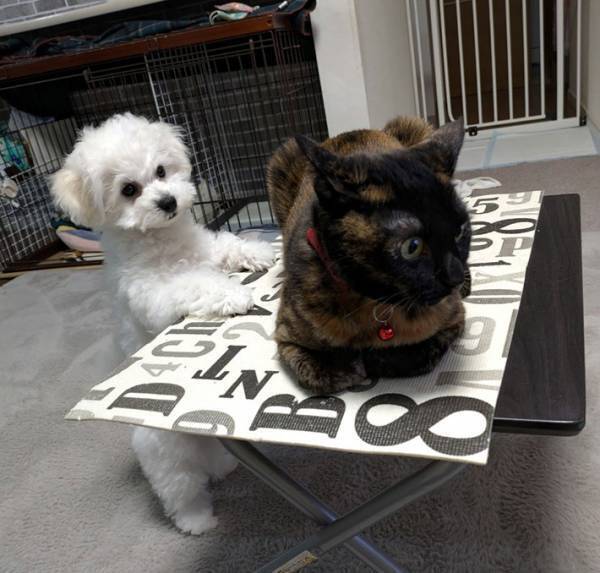 猫を見て育った子犬　『座り方』が…「そうなるか！」「ドヤ顔じゃん」